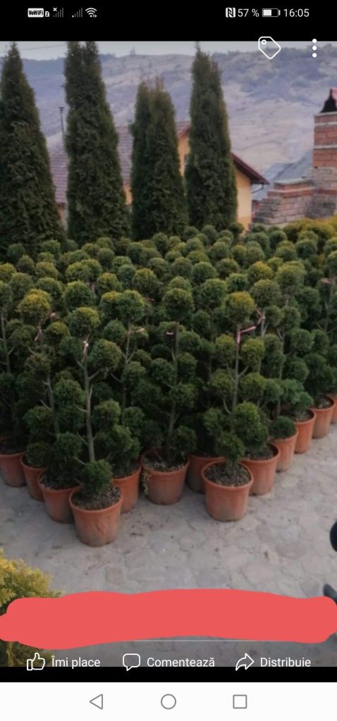 Plante ornamentale șpați verzi.