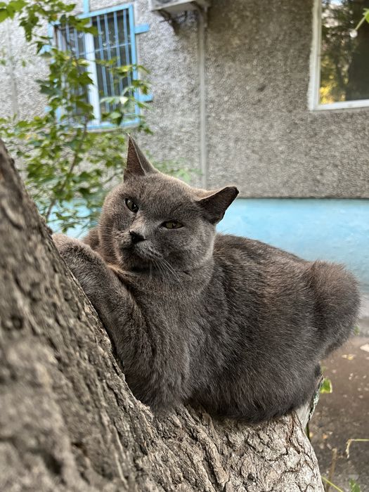 Кошка британка ищет дом