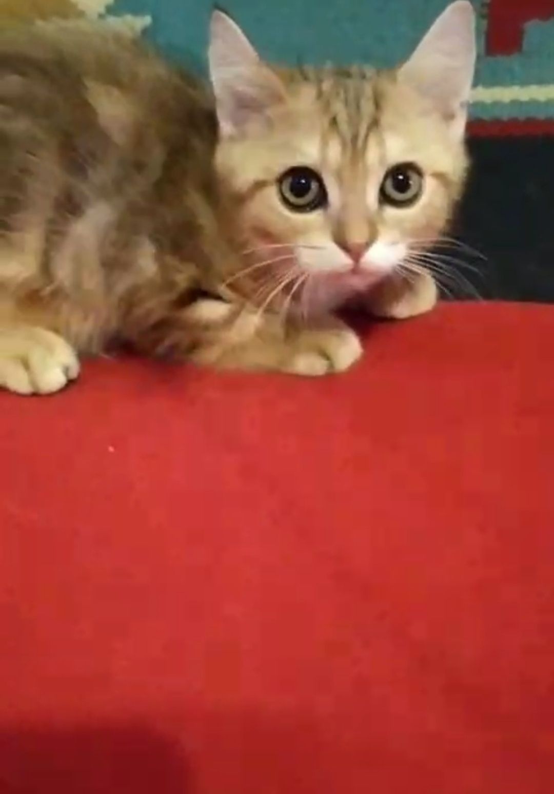 Скотиш страйт мраморный табби мальчик
