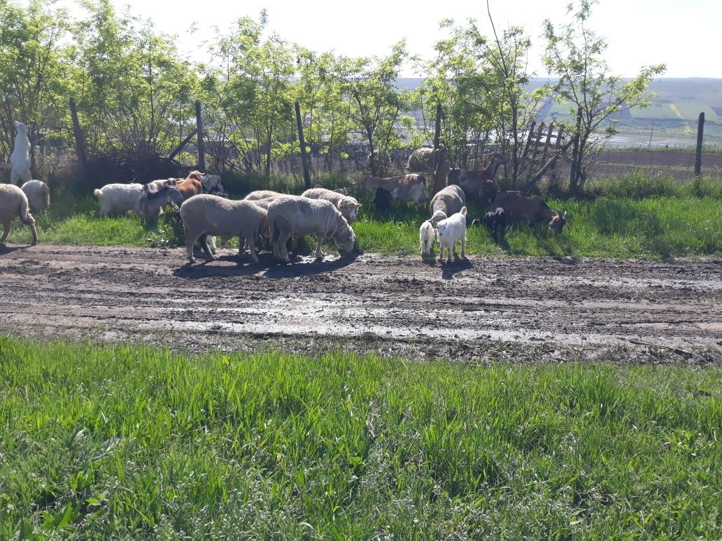 Vand oi tigai merinos de palas originale si capre!