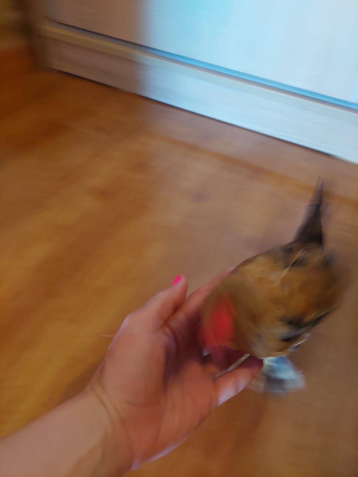 Cocos pitic de 2 luni