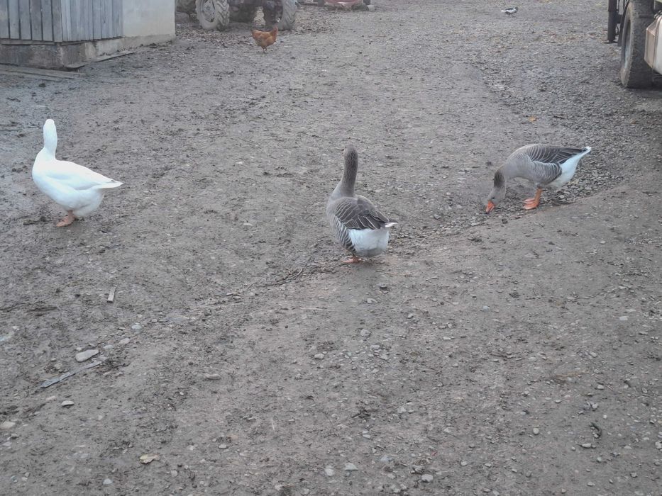 Vând gâște românești