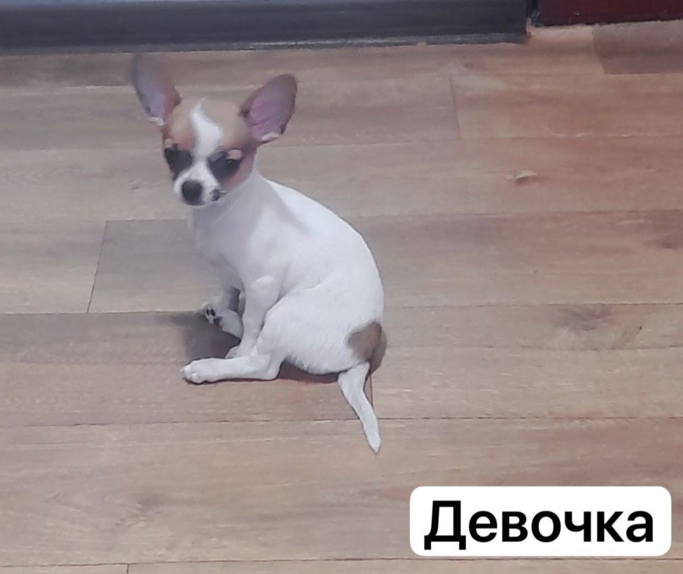 Мини чихуахуа
