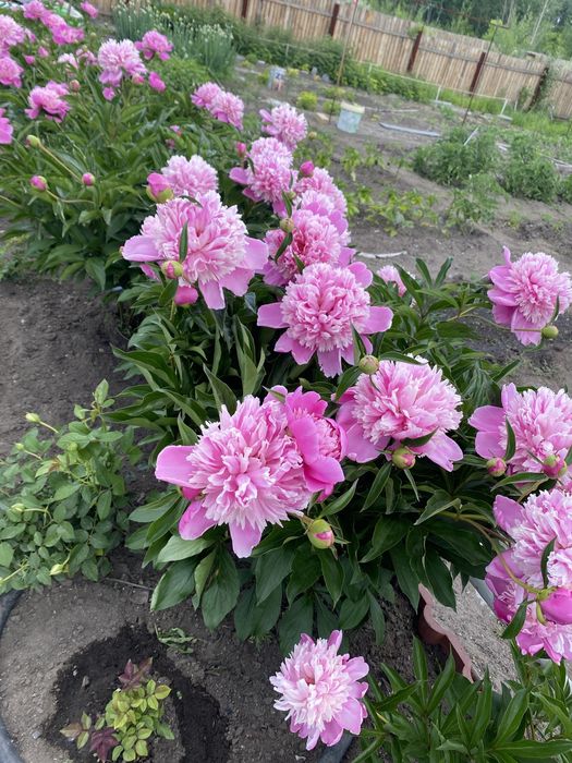 Розовые пионы в кустах