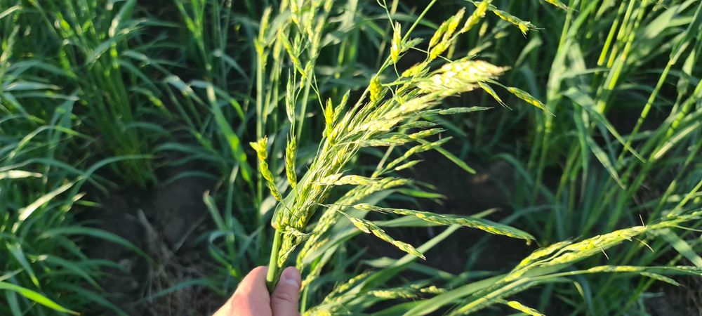 Сено суданская трава