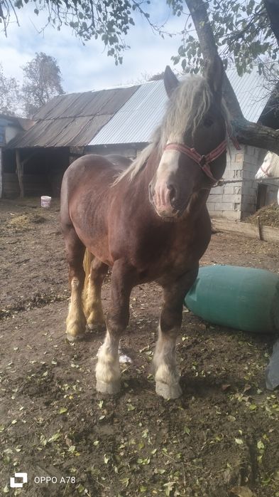 Armăsar de vânzare