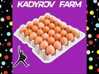 Инкубационные яйца бройлера ОПТОМ арбор айкрес ИА14