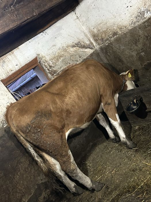 Vând junica de 1 an jumate balțata