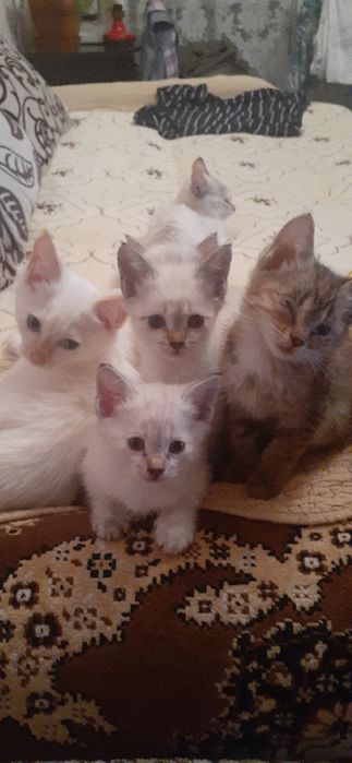 Продам котят. Цена договорная. Возраст 3 мес. Сиамцы. Мальчики, девочк