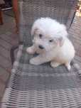 Vând bichon maltez