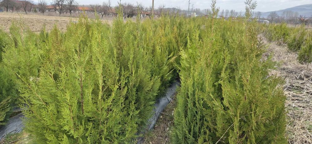 ТУЯ ЗАПАДНА. Продаваме