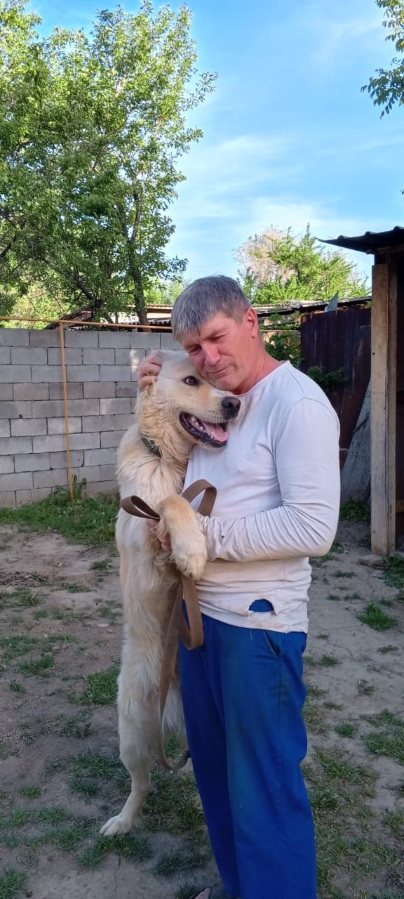 Пристраиваю собаку помесь алабая и лабрадора