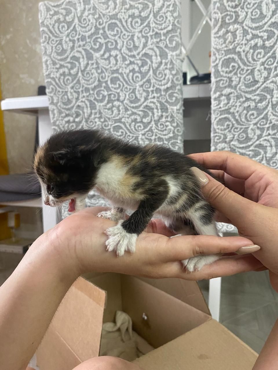 Котята. Девочка и мальчик. Отдам в добрые руки