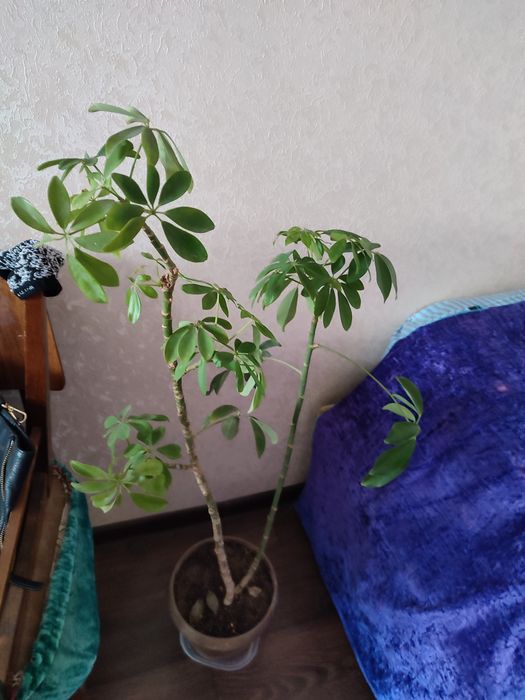 Продаю не дорого цветы разные