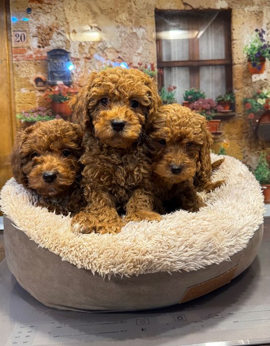 Poodle mini toy de vanzare