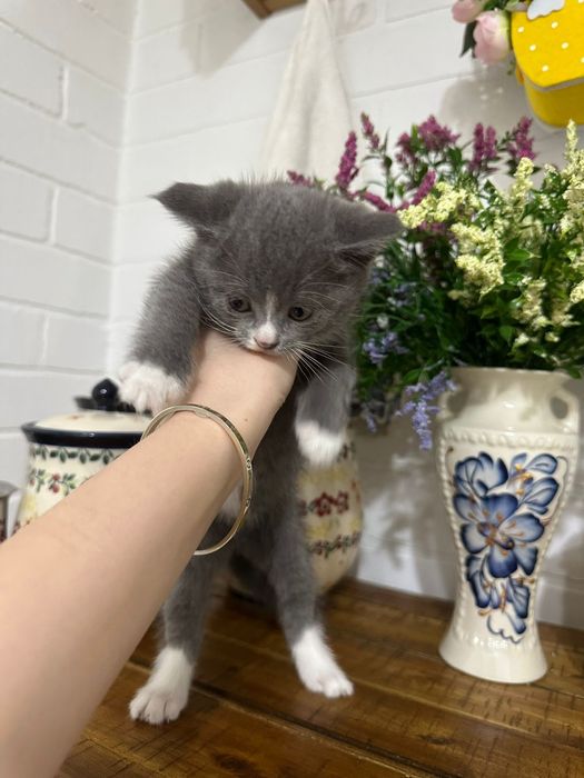Котята вислоухой породы