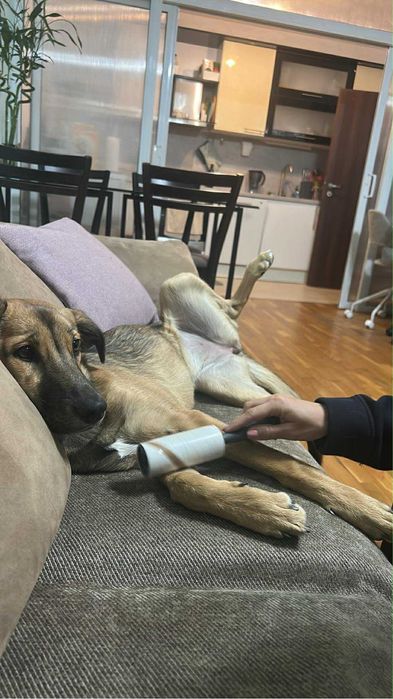 Даваме за осиновяване кученце на 6 месеца и половина