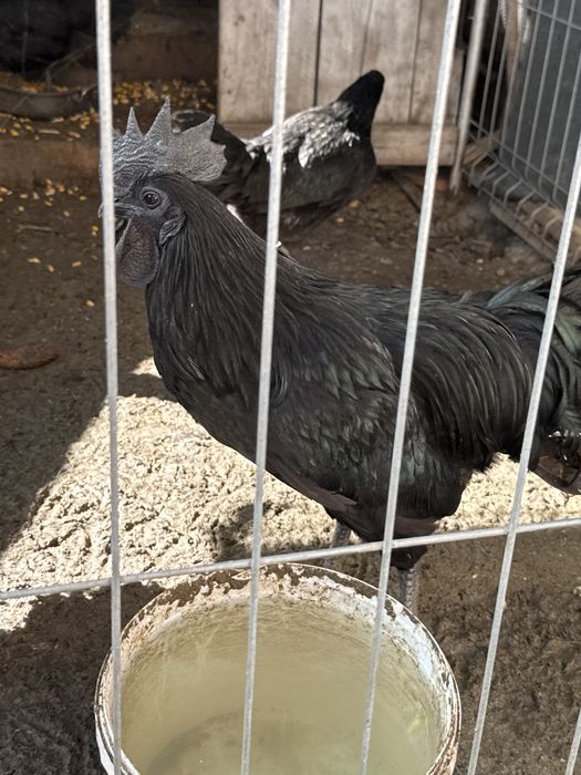 Familii ayam cemani 2+1 3+1  2025 disponibile