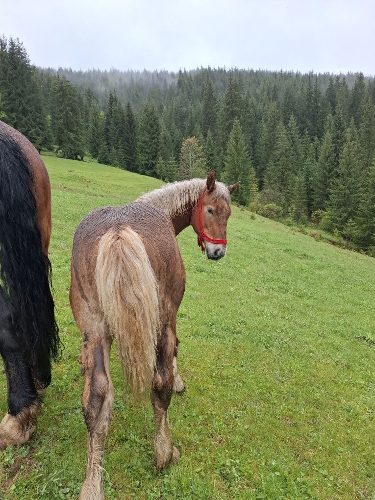 Vand mânz 5 luni