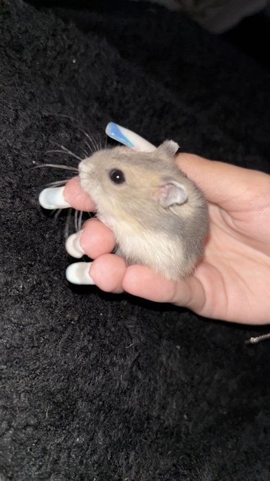 Vând sau schimb  hamster