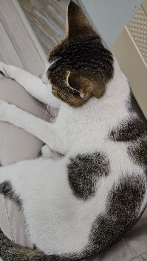 Котик ищет любящих хозяев