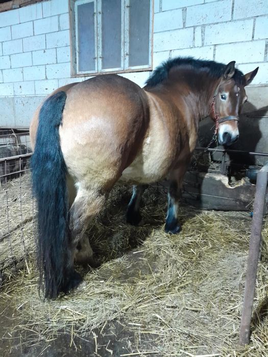 De vanzare iapa de 5 ani cu mânză de 6 luni