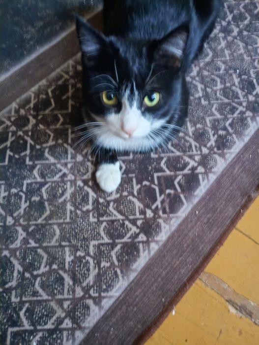 Помогите бедному котику,