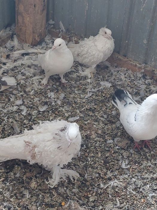 Vând porumbei creți