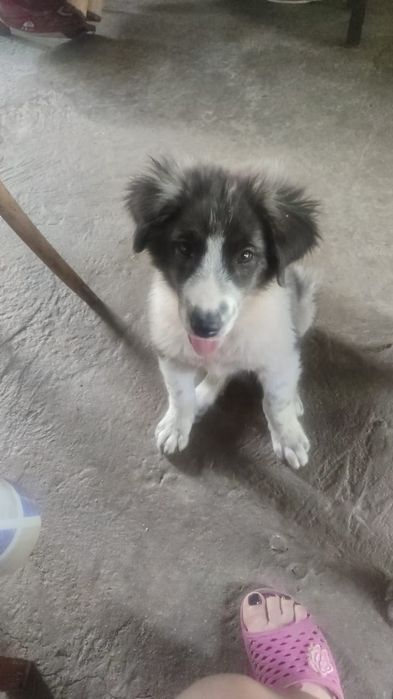 Отдам собачек добрым людям