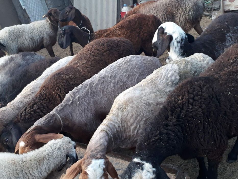 Семиз койлар токтылар