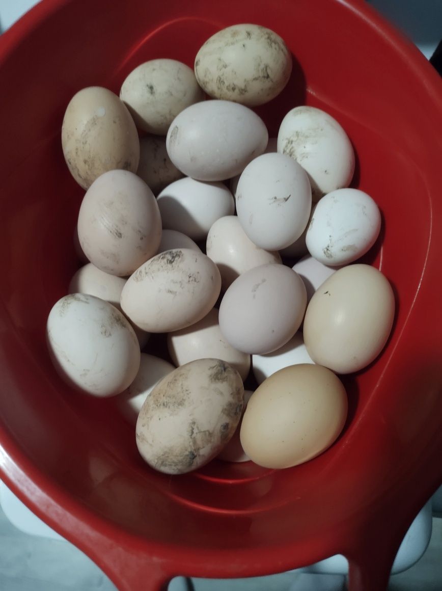 Oua găină Australorp