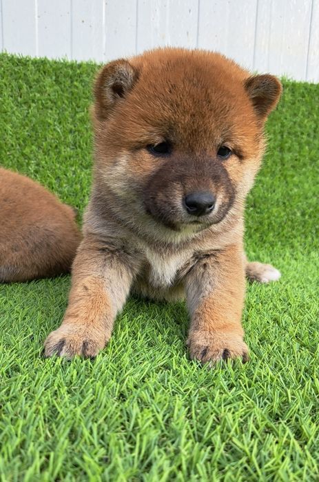 Baiat Shiba inu Pedigree