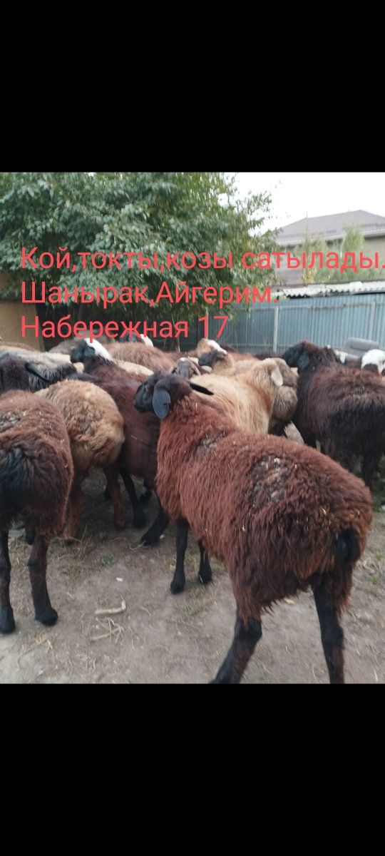 Кой,қой Бараны баран баранов  барашка