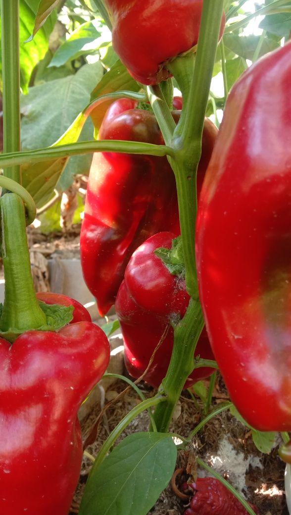 ПРОДАМ или Обмен дом рядом с карпарации кахахмыс