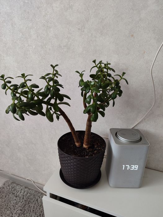 Продам Денежное дерево