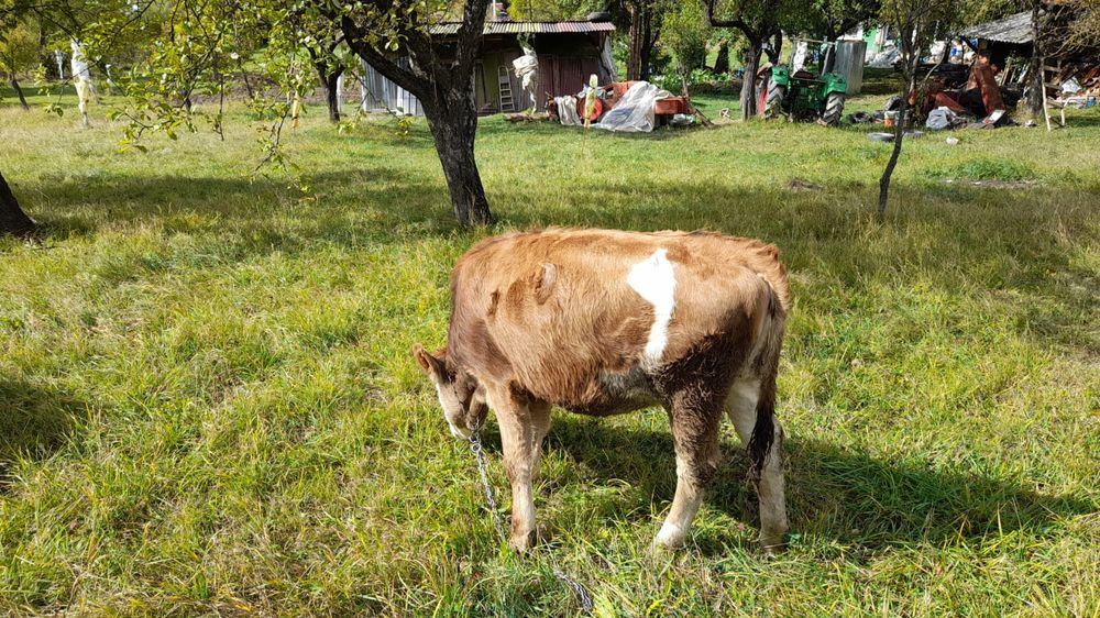 Vând viței rog seriozitate