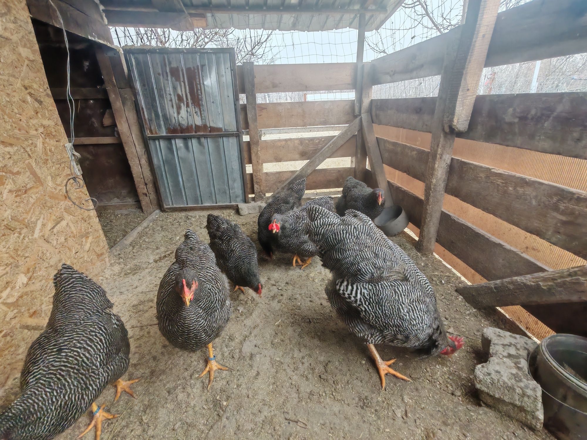 Ouă incubat Plymouth rock barat