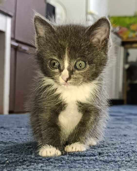 Отдам котенка в хорошие руки