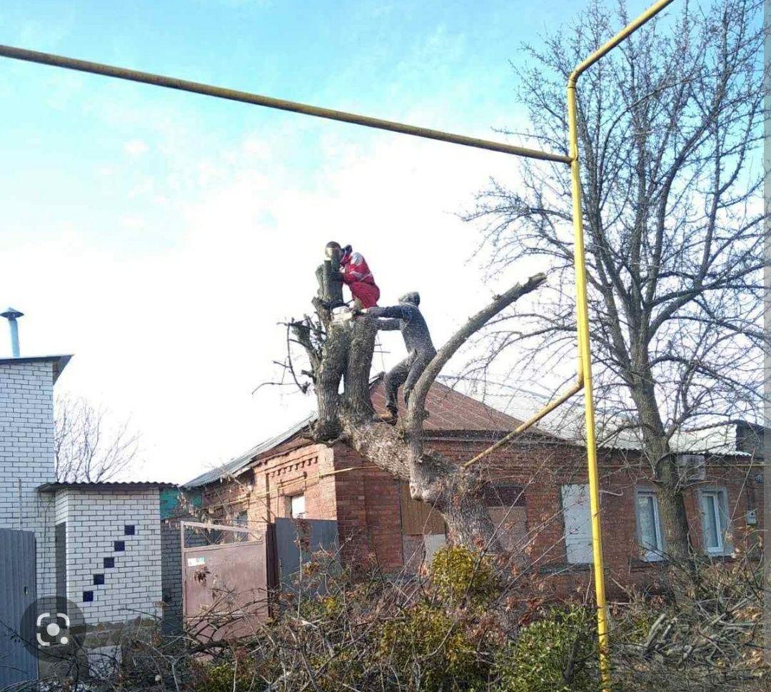 Пилю деревья, распиливаю дрова.