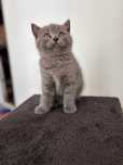 Pisicuța British Shorthair