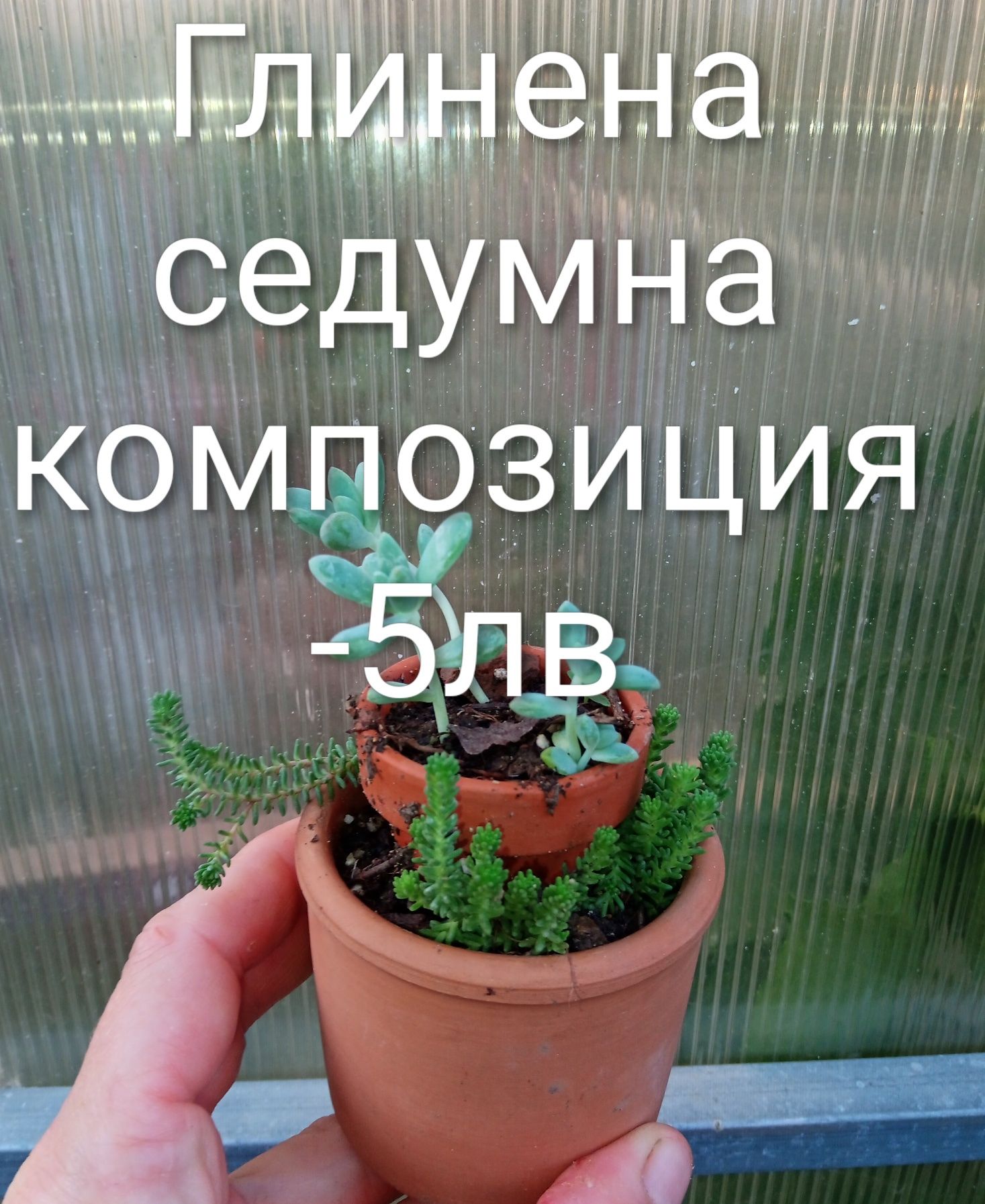 Аранжировки цветя за двора и стайни . Цени на снимките