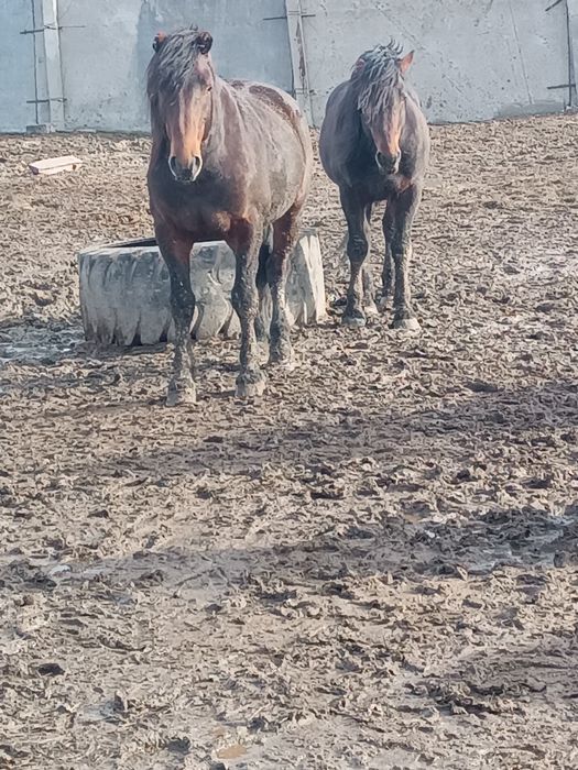 Продам новоалтайскихжеребцов