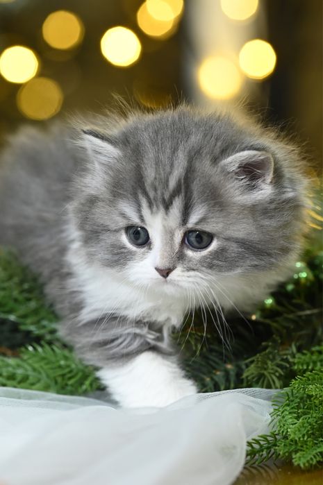 Шотландские котята