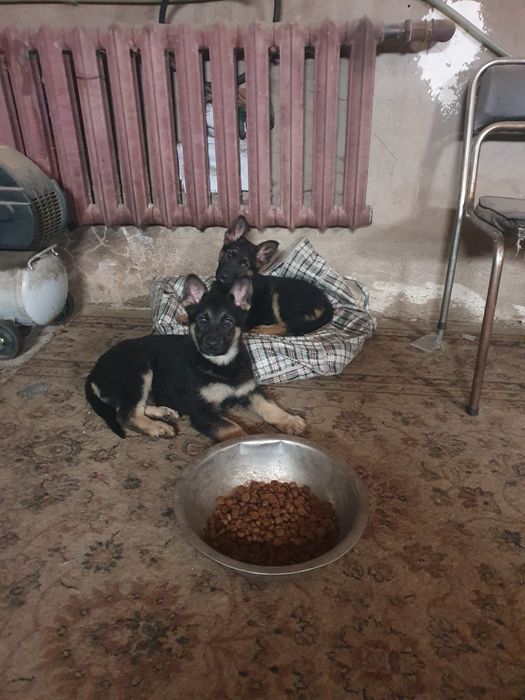 Продам щенков немецкой овчарки