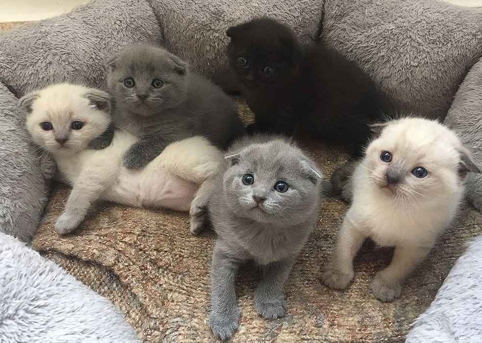 Вислоухие породистые Шотландцы