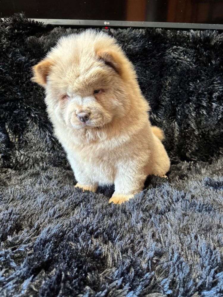 Chow Chow mascul capuccino