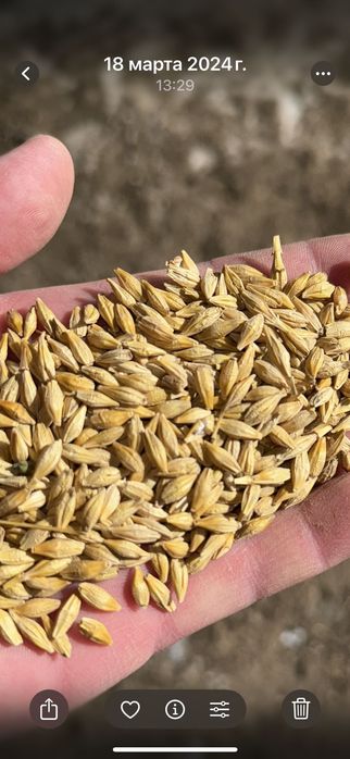 Арпа, бидай, арпа    уак