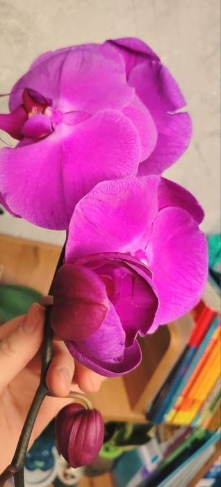 Орхидеи Phalaenopsis