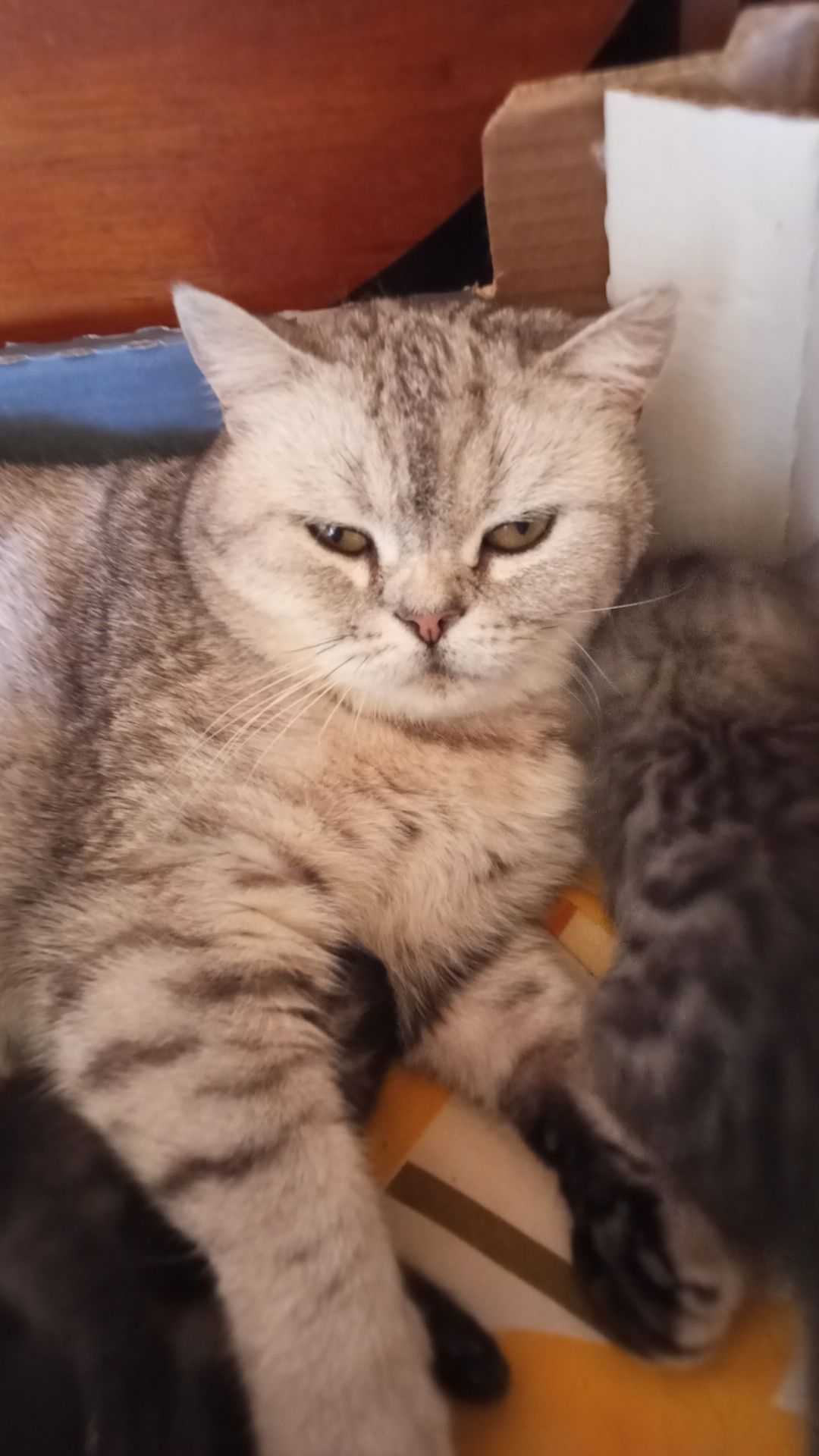 Отдам котят даром
