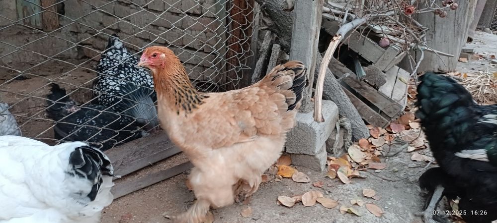 Палевый ва светлый брамалар сотилади, продаю палевые и светлые брамы